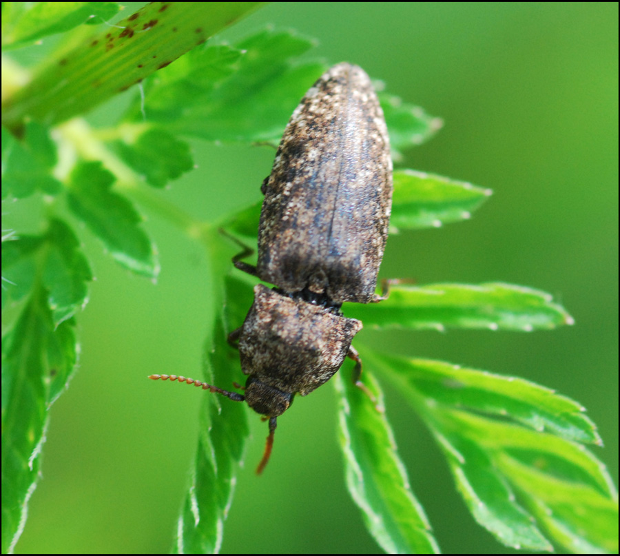 Agrypnus murinus - Elateridae